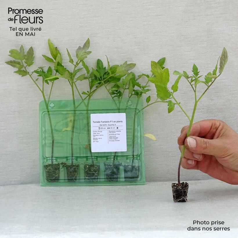 Spécimen de Tomate Fantasio F1 en plants Mini-motte Ø 1,5/2,5 cm, Livré en hauteur de 5 à 10 cm tel que livré au printemps