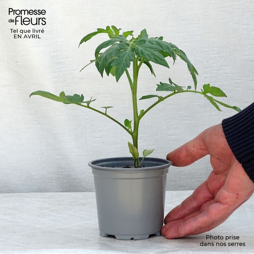Spécimen de Tomate Fantasio F1 en plants Pot de 10 cm/11cm tel que livré au printemps