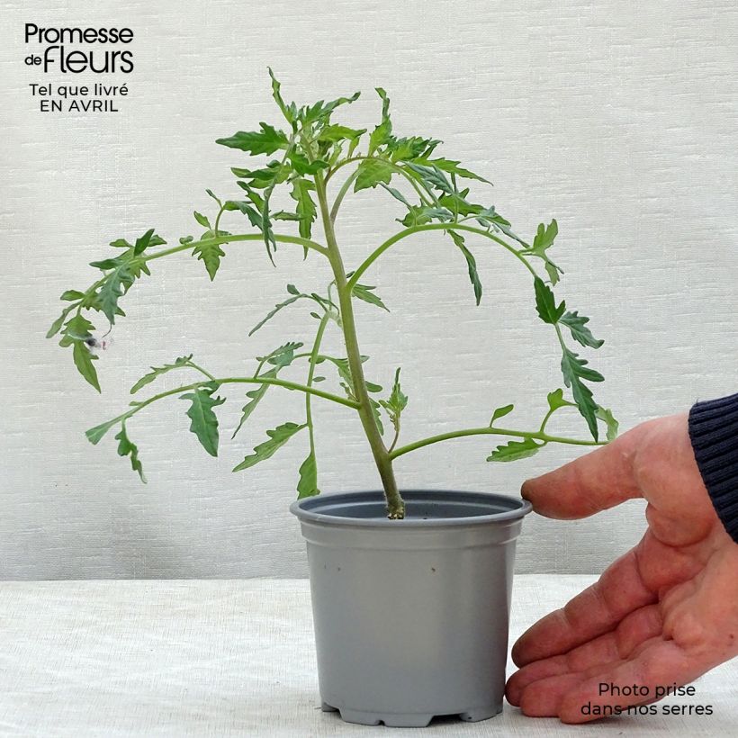 Spécimen de Tomate Fleurette F1 en plants GREFFES - Tomate Cœur de Bœuf hybride Godet de 8/9 cm tel que livré au printemps