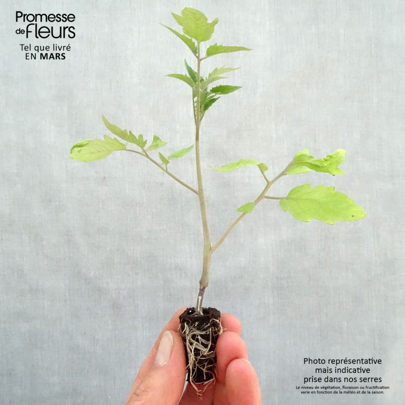Spécimen de Tomate Fleurette F1 en plants GREFFES - Tomate Cœur de Bœuf hybride Mini-motte Ø 1,5/2,5 cm, Plant greffé de 5 à 10 cm de hauteur tel que livré au printemps
