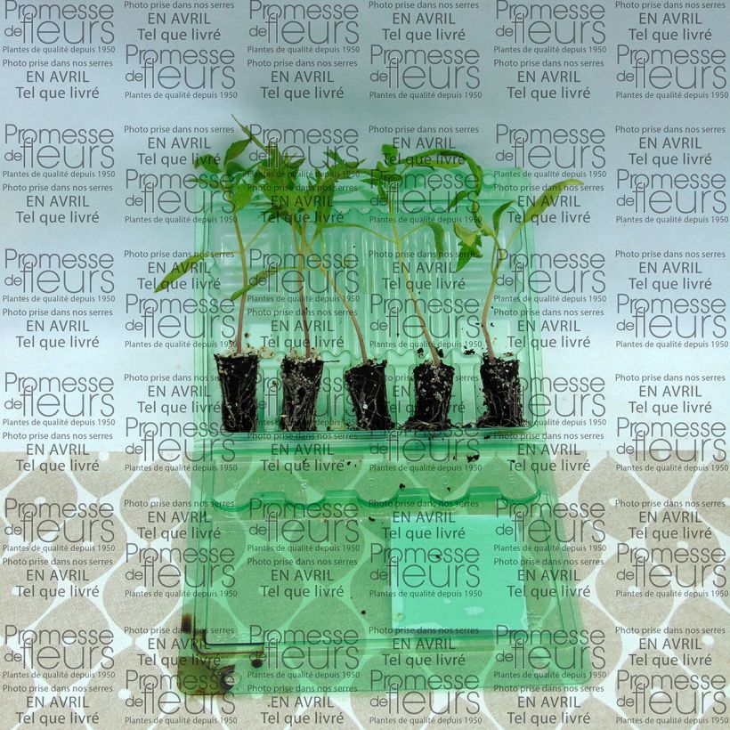 Exemple de spécimen de Tomate Fleurette F1 en plants - Vrai type Cœur de Bœuf hybride Mini-motte Ø 3/4 cm, Livré en hauteur de 5 à 10 cm tel que livré