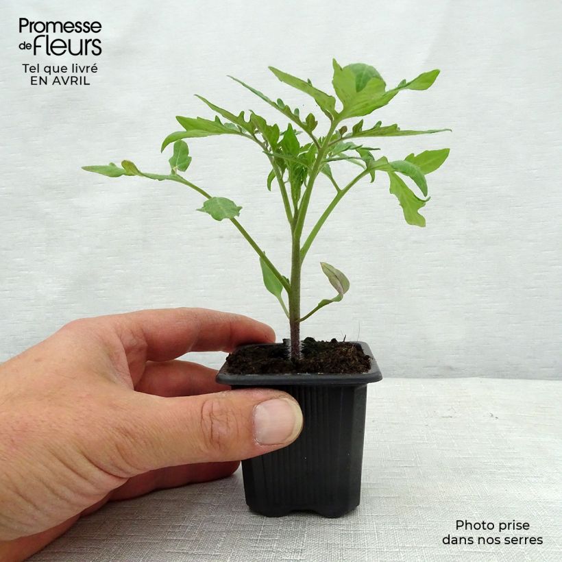 Spécimen de Tomate Fournaise F1 en plants Godet de 7/8 cm tel que livré au printemps