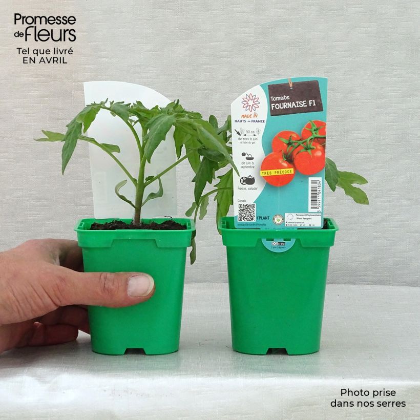 Spécimen de Tomate Fournaise F1 en plants Pot de 10 cm/11cm tel que livré au printemps