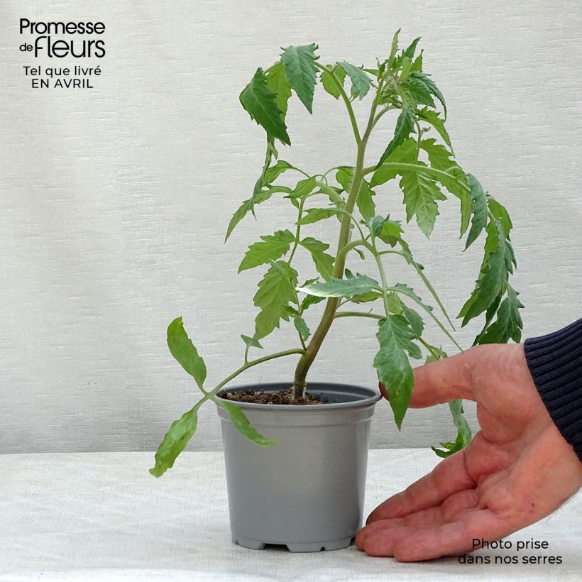 Spécimen de Tomate Gagliardo F1 en plants GREFFES  Pot de 10 cm/11cm tel que livré au printemps
