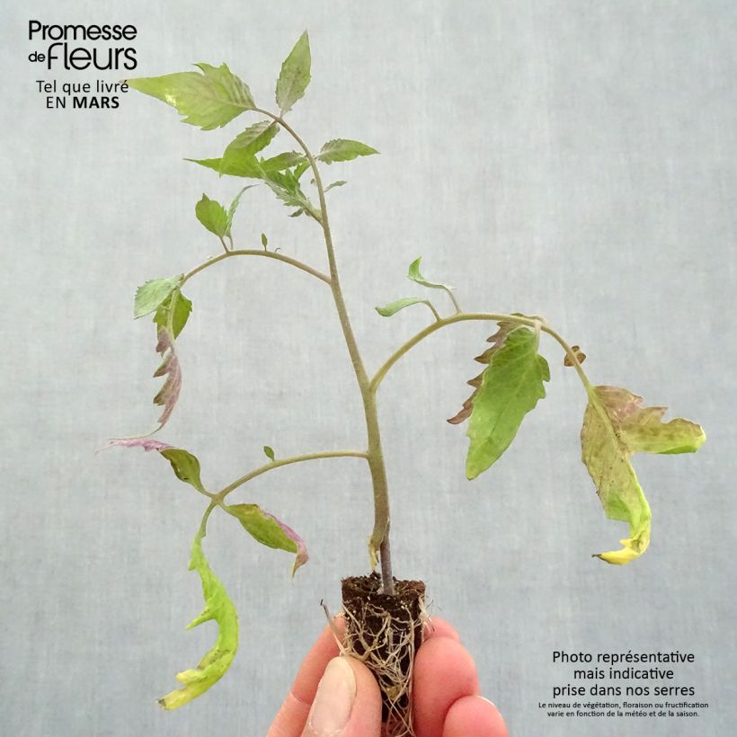 Spécimen de Tomate Gagliardo F1 en plants GREFFES  Mini-motte Ø 1,5/2,5 cm tel que livré au printemps