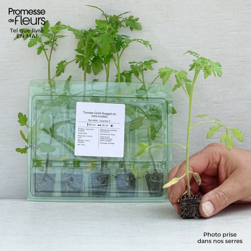 Spécimen de Tomate Gold Nugget en plants - Tomate-cerise Mini-motte Ø 3/4 cm, Plant vert de 5 à 10 cm de haut tel que livré au printemps