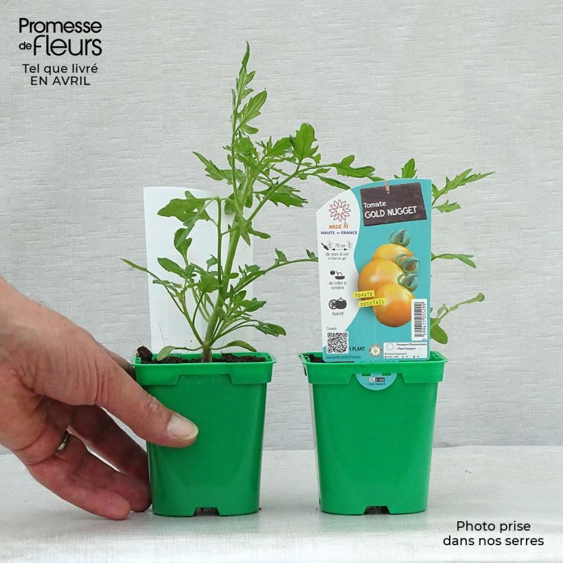 Spécimen de Tomate Gold Nugget en plants - Tomate-cerise Pot de 10 cm/11cm tel que livré au printemps