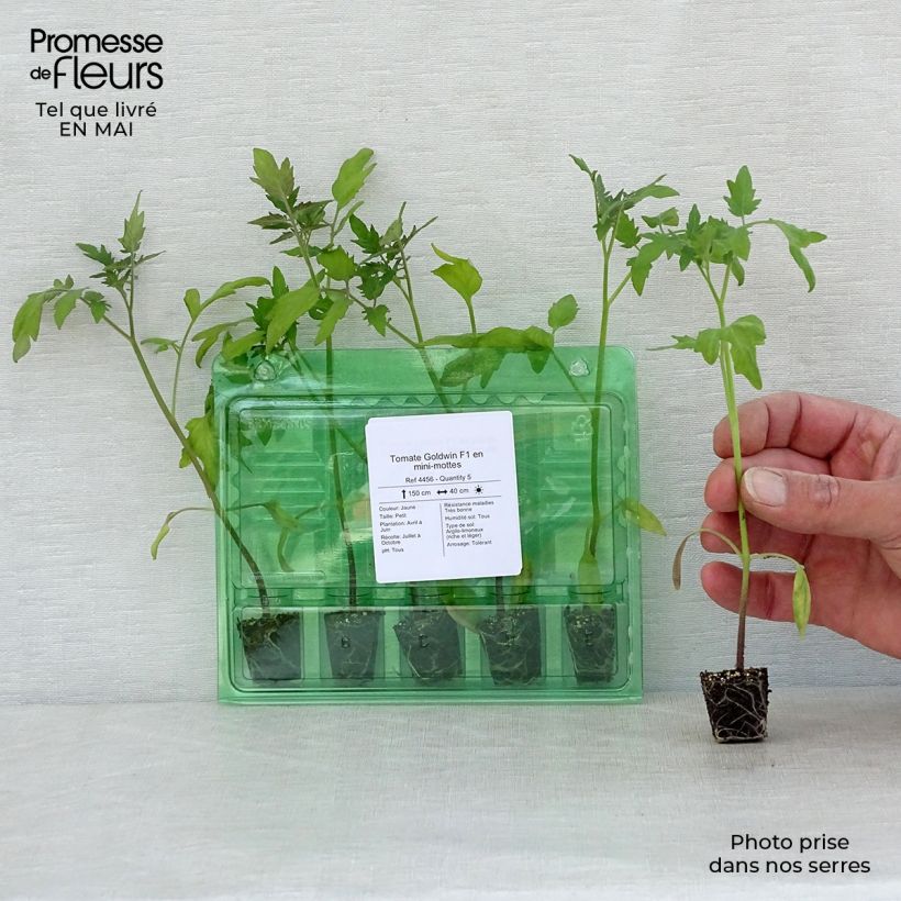 Spécimen de Tomate Goldwin F1 en plants - Tomate-cerise Mini-motte Ø 3/4 cm, Plant vert de 5 à 10 cm de haut tel que livré au printemps