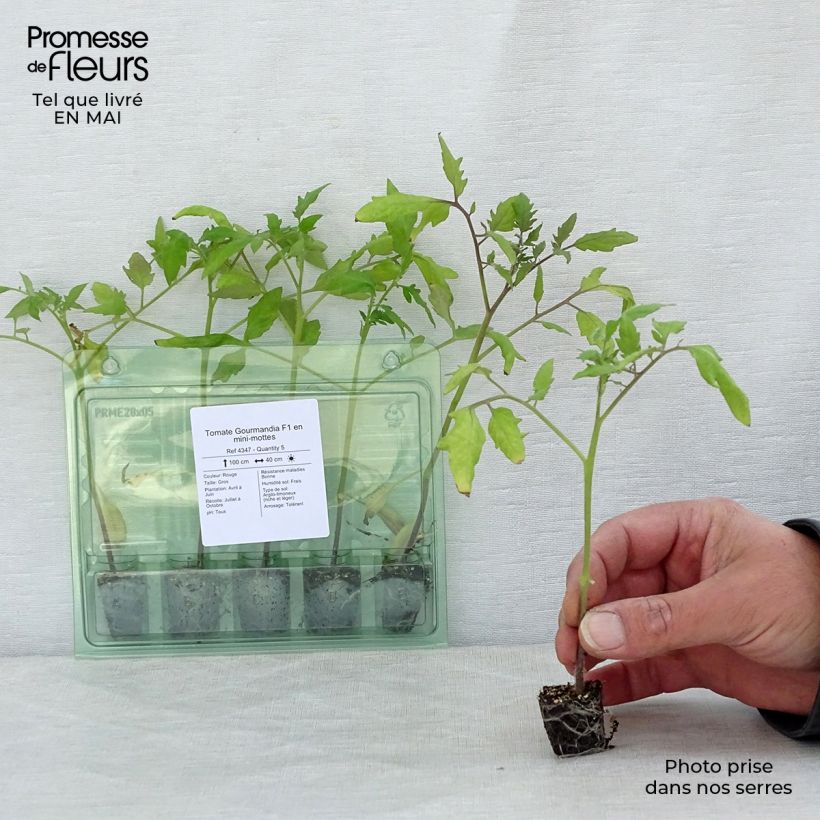 Spécimen de Tomate Gourmandia F1 en plants Mini-motte Ø 3/4 cm, Livré en hauteur de 5 à 10 cm tel que livré au printemps