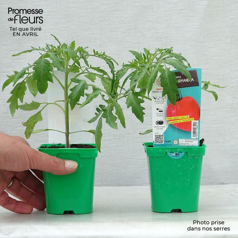 Spécimen de Tomate Gourmandia F1 en plants Pot de 10 cm/11cm tel que livré au printemps