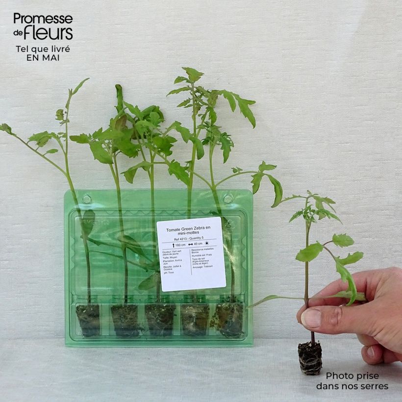 Spécimen de Tomate Green Zebra en plants Mini-motte Ø 3/4 cm, Livré en hauteur de 5 à 10 cm tel que livré au printemps
