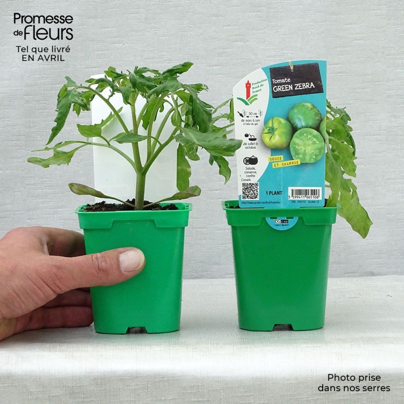 Spécimen de Tomate Green Zebra en plants Pot de 10 cm/11cm tel que livré au printemps
