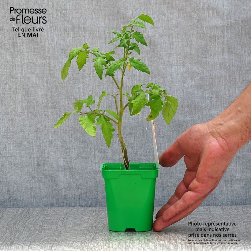 Spécimen de Tomate Lemon Boy F1 en plants GREFFES Pot de 10 cm/11cm tel que livré au printemps