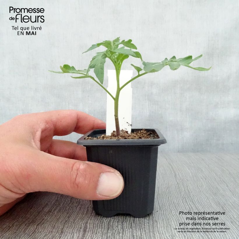 Spécimen de Tomate Lemon Boy F1 jaune en plants Godet de 7/8 cm tel que livré au printemps