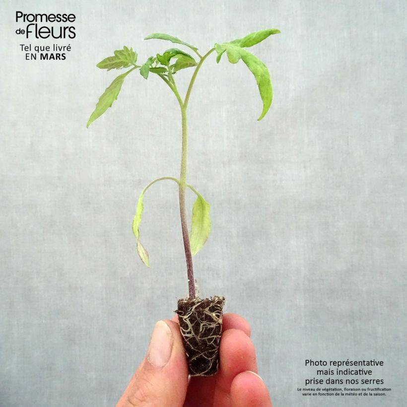 Spécimen de Tomate Lemon Boy F1 jaune en plants Mini-motte Ø 3/4 cm, Livré en hauteur de 5 à 10 cm tel que livré au printemps