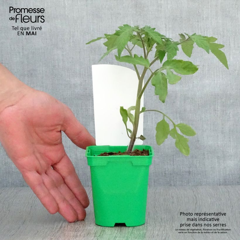 Spécimen de Tomate Lemon Boy F1 jaune en plants Pot de 10 cm/11cm tel que livré au printemps