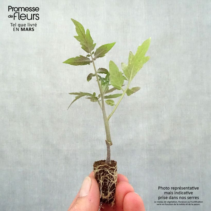 Spécimen de Tomate Maestria F1 en plants GREFFES  Mini-motte Ø 1,5/2,5 cm, Plant greffé de 5 à 10 cm de hauteur tel que livré au printemps