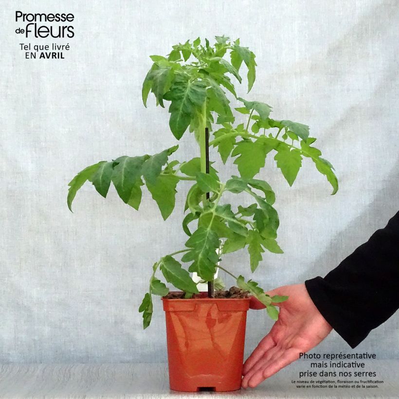Spécimen de Tomate Maestria F1 en plants GREFFES  Pot de 2L/3L tel que livré au printemps