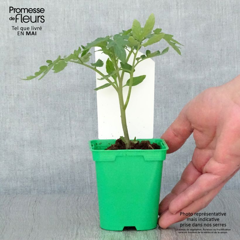Spécimen de Tomate Maestria F1 en plants Pot de 10 cm/11cm tel que livré au printemps