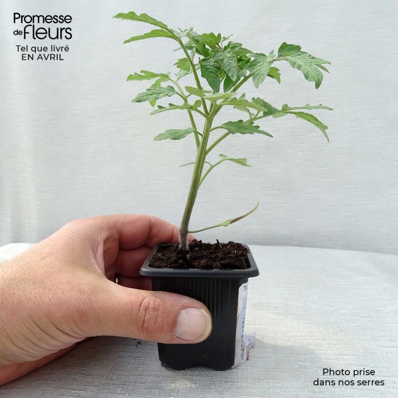 Spécimen de Tomate Marmande en plants Godet de 7/8 cm tel que livré au printemps