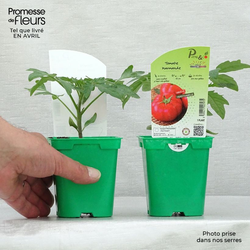 Spécimen de Tomate Marmande en plants Pot de 10 cm/11cm tel que livré au printemps