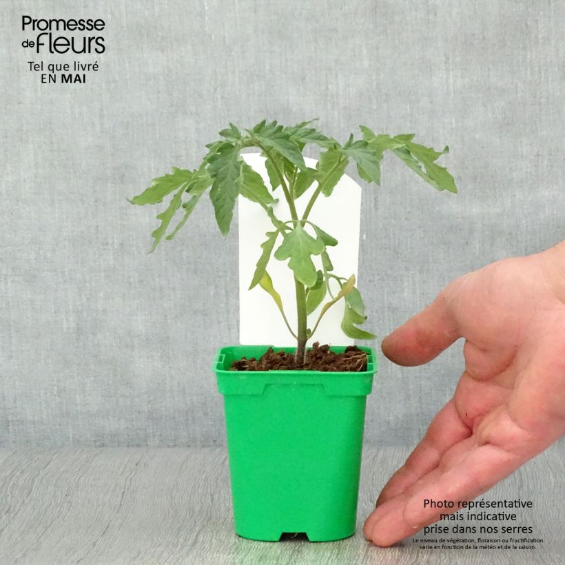 Spécimen de Tomate Montfavet 63-5 F1 en plants Pot de 10 cm/11cm tel que livré au printemps