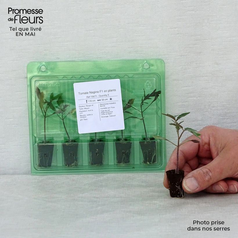 Spécimen de Tomate Nagina F1 en plants Mini-motte Ø 1,5/2,5 cm tel que livré au printemps