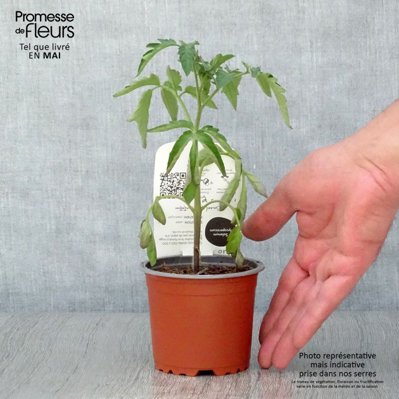 Spécimen de Tomate Noire de Crimée BIO - Tomate ancienne en plants  Pot de 10 cm/11cm tel que livré au printemps
