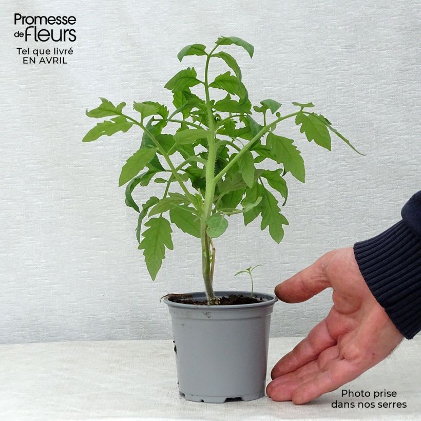 Example of Tomate Noire de Crimée F1 en plants GREFFES Godet de 8/9 cm as you get in printemps