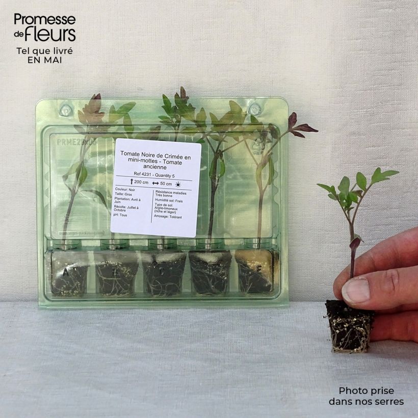 Example of Tomate Noire de Crimée en plants - Tomate ancienne Mini-motte Ø 3/4 cm, Livré en hauteur de 5 à 10 cm as you get in printemps