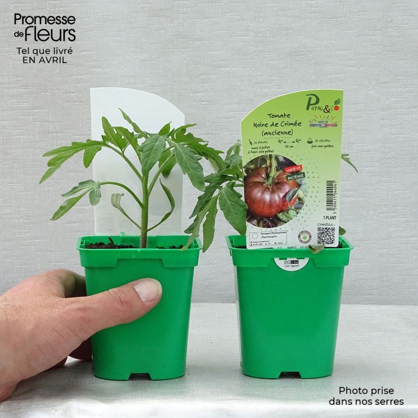 Example of Tomate Noire de Crimée en plants - Tomate ancienne Pot de 10 cm/11cm as you get in printemps