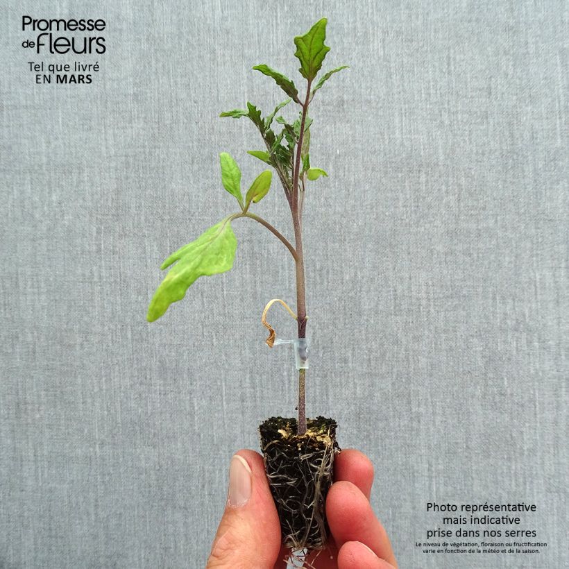 Spécimen de Tomate Ochsenherz Orange en plants GREFFES Mini-motte Ø 3/4 cm tel que livré au printemps