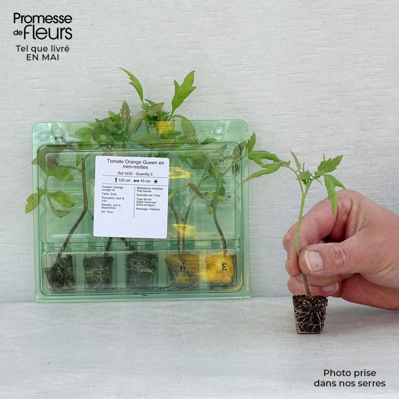 Spécimen de Tomate Orange Queen en plants Mini-motte Ø 3/4 cm, Livré en hauteur de 5 à 10 cm tel que livré au printemps
