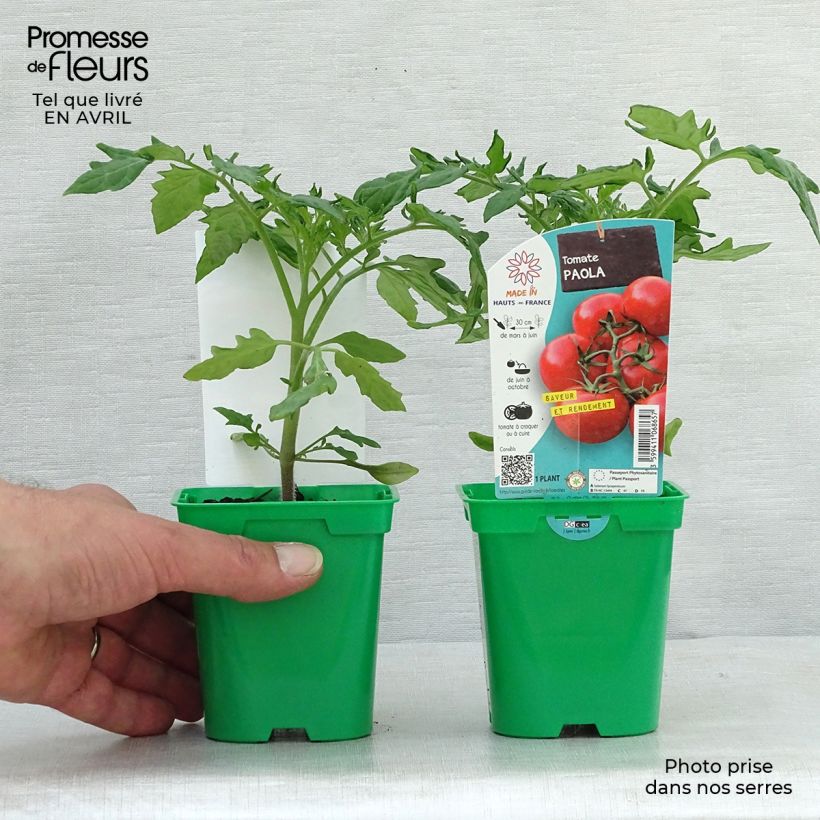 Spécimen de Tomate Paola F1 en plants Pot de 10 cm/11cm tel que livré au printemps