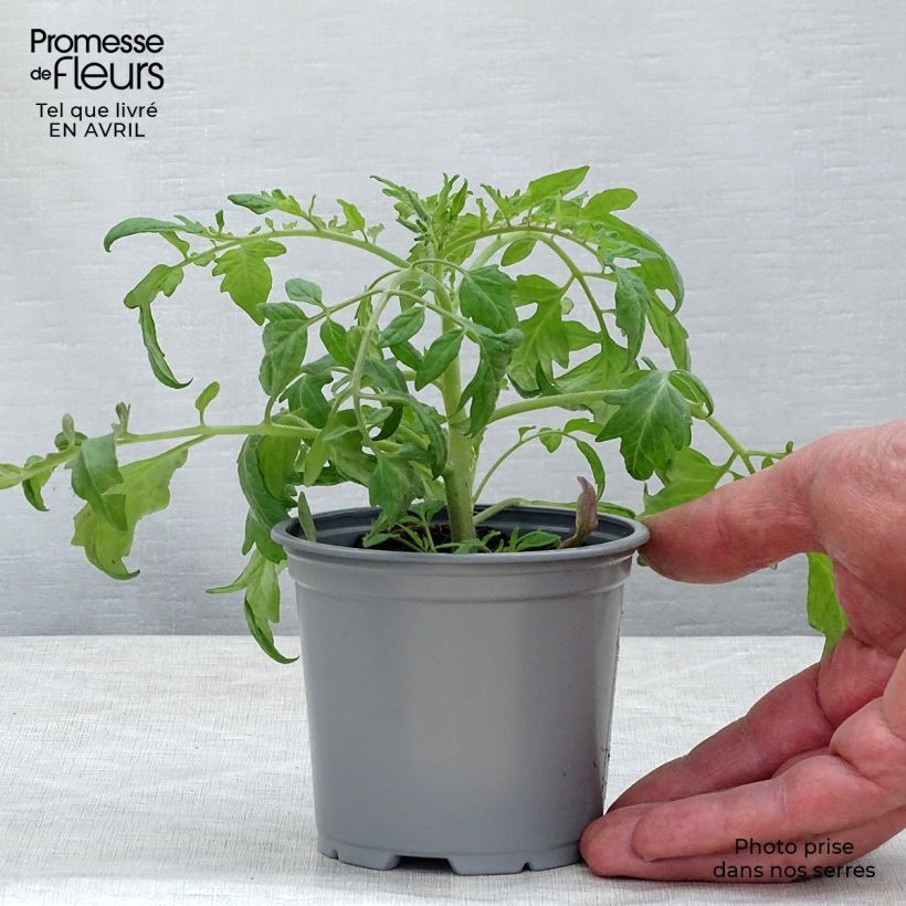 Spécimen de Tomate Pendulina Red en plants Godet de 8/9 cm tel que livré au printemps