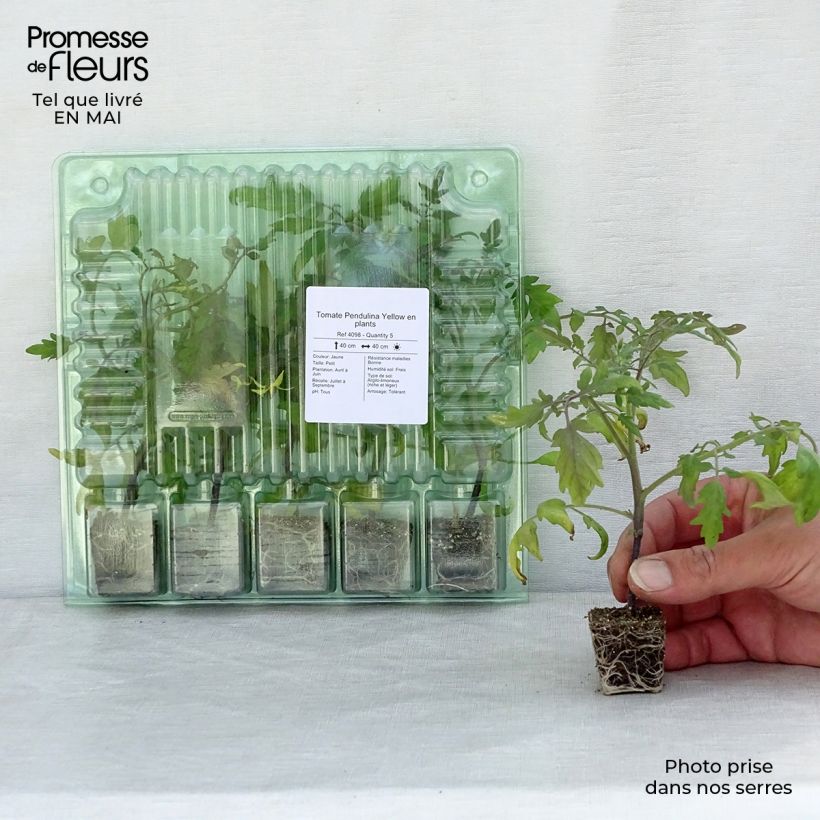 Spécimen de Tomate Pendulina Yellow en plants Mini-motte Ø 3/4 cm, Livré en hauteur de 5 cm environ tel que livré au printemps