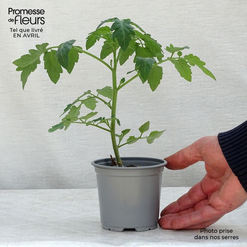 Spécimen de Tomate Pepe F1 en plants GREFFES - La Sélection du Chef Godet de 8/9 cm tel que livré au printemps