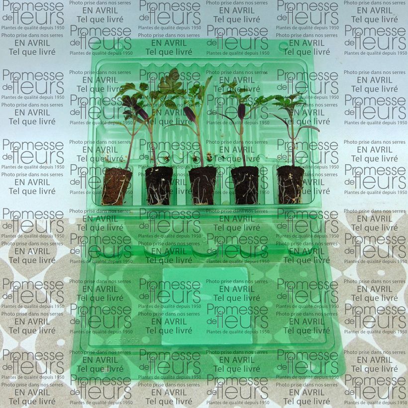 Exemple de spécimen de Tomate Pepe F1 en plants - Tomate cerise  Mini-motte Ø 3/4 cm, Livré en hauteur de 5 à 10 cm tel que livré