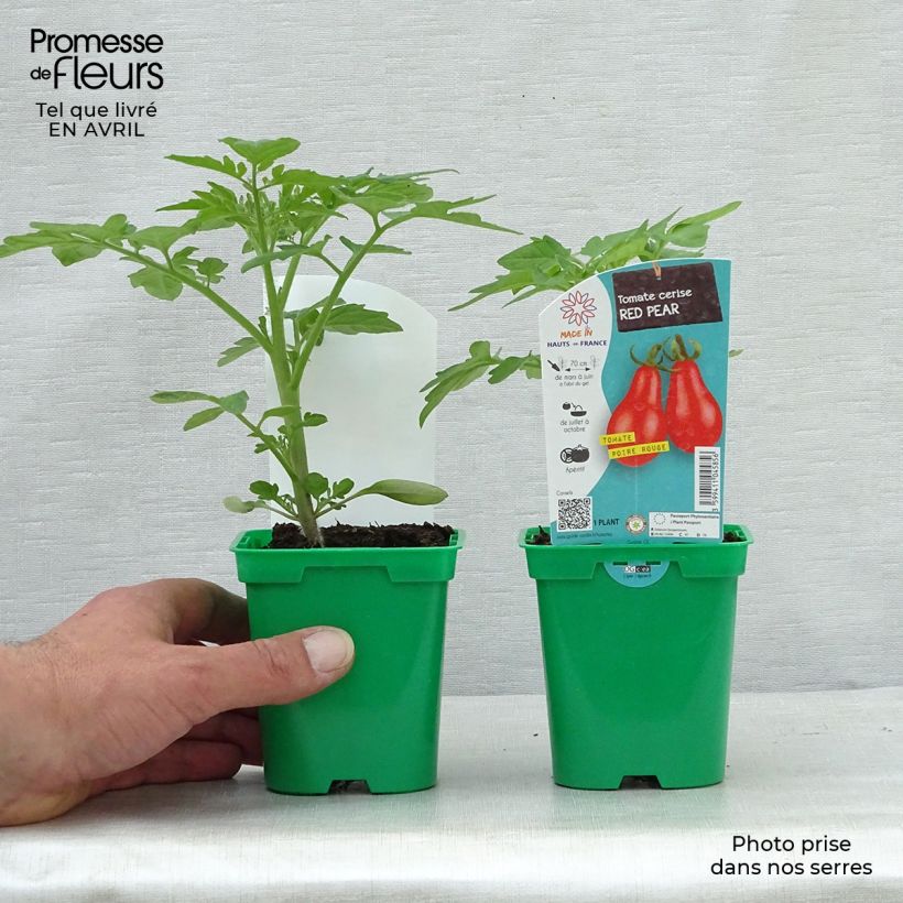 Spécimen de Tomate Poire Rouge en godet - Tomate cerise Pot de 10 cm/11cm tel que livré au printemps