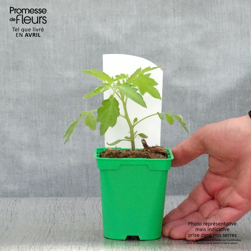 Spécimen de Tomate Poire jaune - Tomate-cerise en plants Pot de 10 cm/11cm tel que livré au printemps