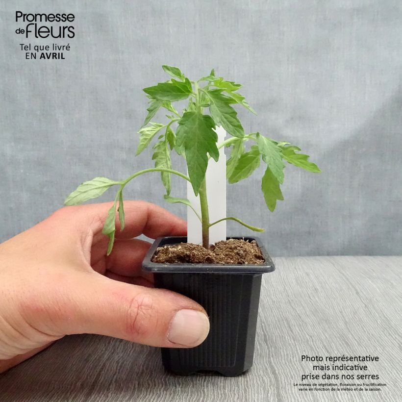 Spécimen de Tomate Premio F1 en plants - Tomate-grappe Godet de 7/8 cm tel que livré au printemps