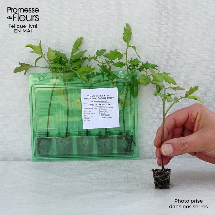 Spécimen de Tomate Premio F1 en plants - Tomate-grappe Mini-motte Ø 3/4 cm, Livré en hauteur de 5 à 10 cm tel que livré au printemps