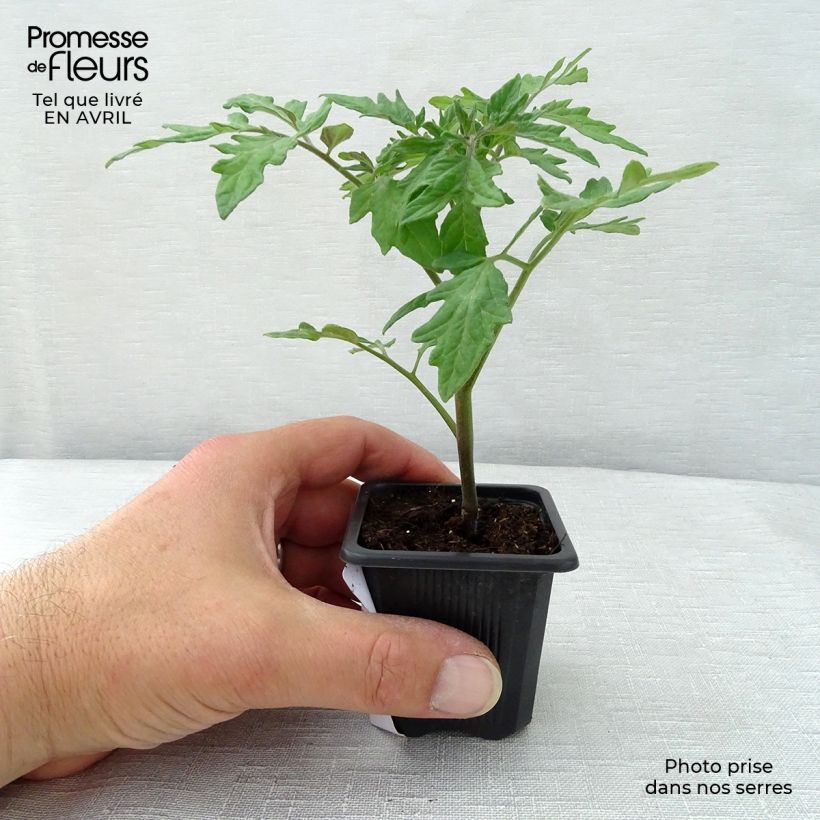 Spécimen de Tomate Premio F1 en plants - Tomate-grappe Pot de 10 cm/11cm tel que livré au printemps