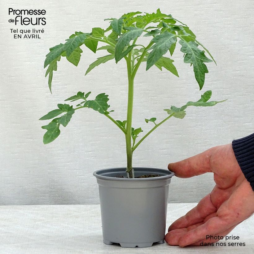 Spécimen de Tomate Previa F1 en plants GREFFES - La Sélection du Chef Godet de 8/9 cm tel que livré au printemps