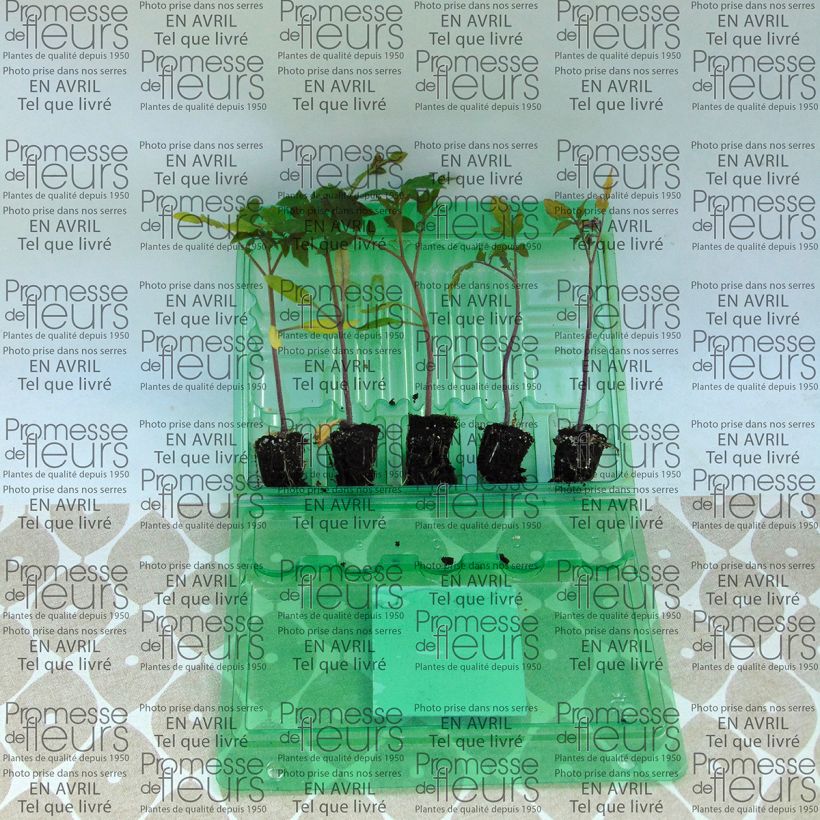 Exemple de spécimen de Tomate Previa F1 en plants - La Sélection du Chef Mini-motte Ø 3/4 cm, Livré en hauteur de 5 à 10 cm tel que livré