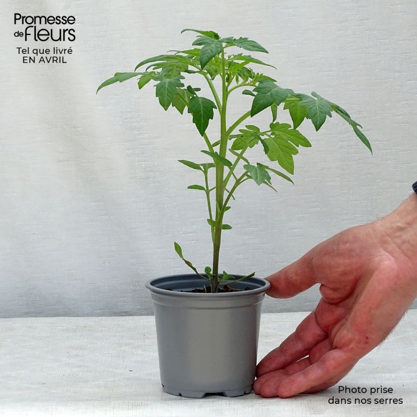 Spécimen de Tomate Prune noire en plants Pot de 10 cm/11cm tel que livré au printemps