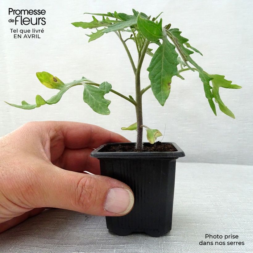 Spécimen de Tomate Pyros F1 en plants Godet de 7/8 cm tel que livré au printemps