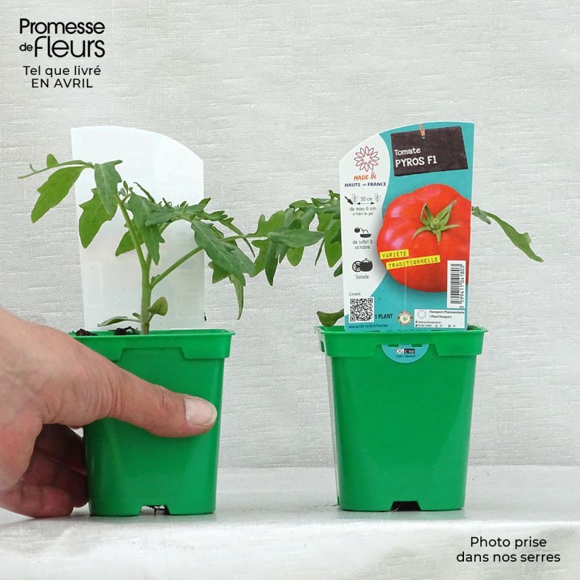 Spécimen de Tomate Pyros F1 en plants Pot de 10 cm/11cm tel que livré au printemps