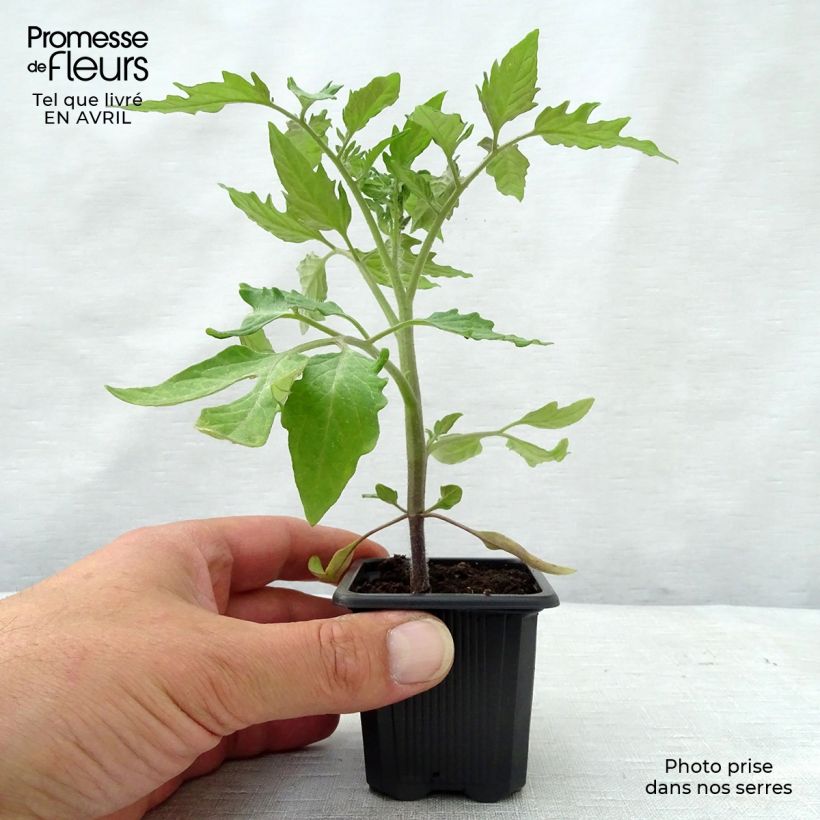 Spécimen de Tomate Roma VF en plants - Tomate allongée Godet de 7/8 cm tel que livré au printemps