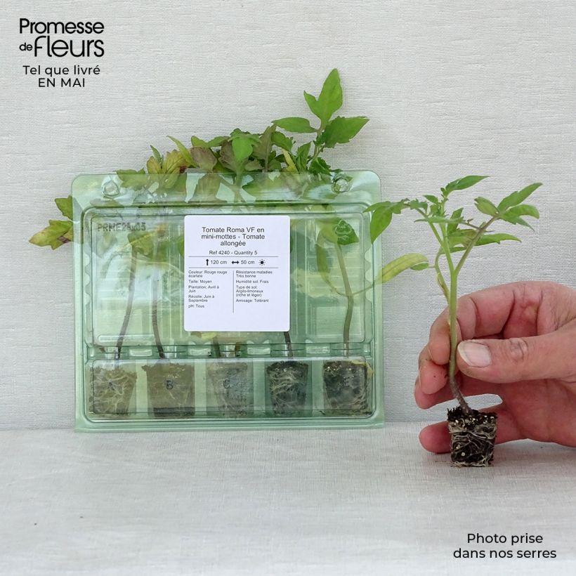 Spécimen de Tomate Roma VF en plants - Tomate allongée Mini-motte Ø 3/4 cm, Livré en hauteur de 5 à 10 cm tel que livré au printemps